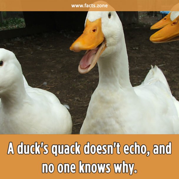 A duck's quack doesn't echo