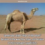 ships of the desert