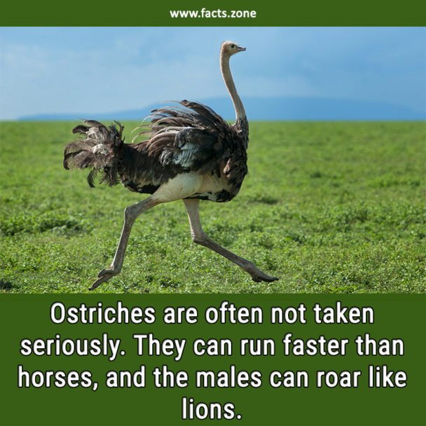Ostriches Speed