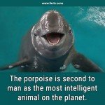 porpoise - Intelligent Animal