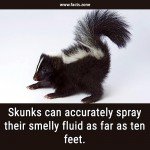Skunks spray smelly fluid