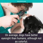 Dogs eyesight