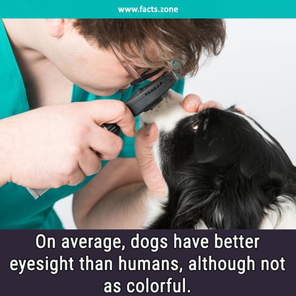 Dogs eyesight