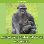 Human birth control pills work on gorillas.