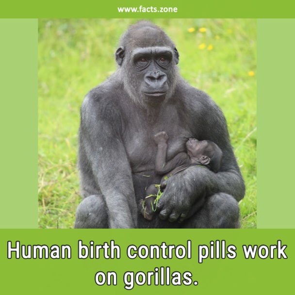 Human birth control pills work on gorillas.