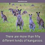 kinds of kangaroos