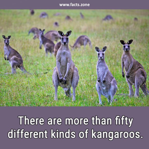 kinds of kangaroos