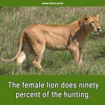 Female Lion Hunting