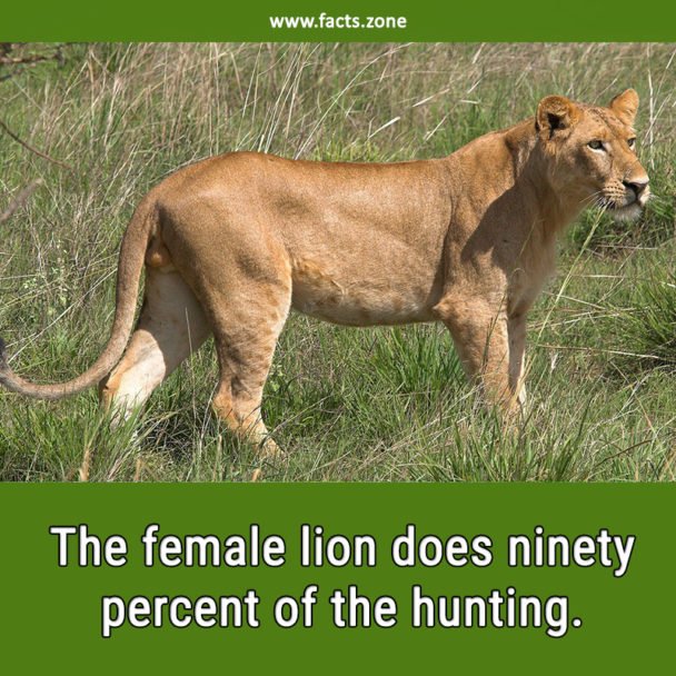 Female Lion Hunting
