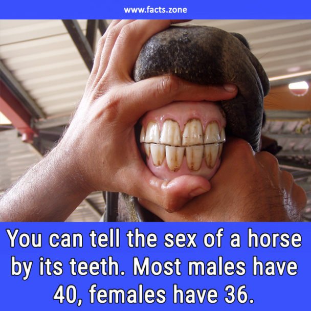 sex of a horse by its teeth