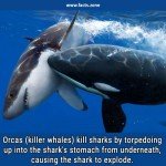 Orcas (killer whales) kill sharks