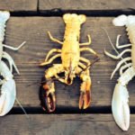 lobsters is yellow