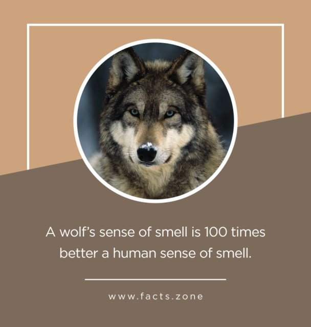 sense of smell