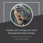 monogamous than human