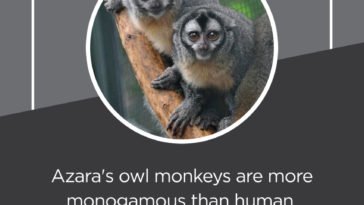 monogamous than human