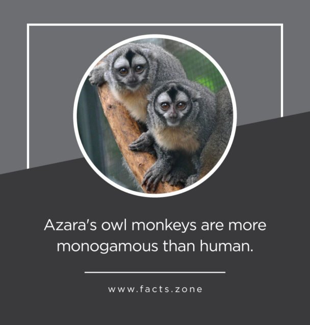 monogamous than human