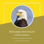 7,000 feathers