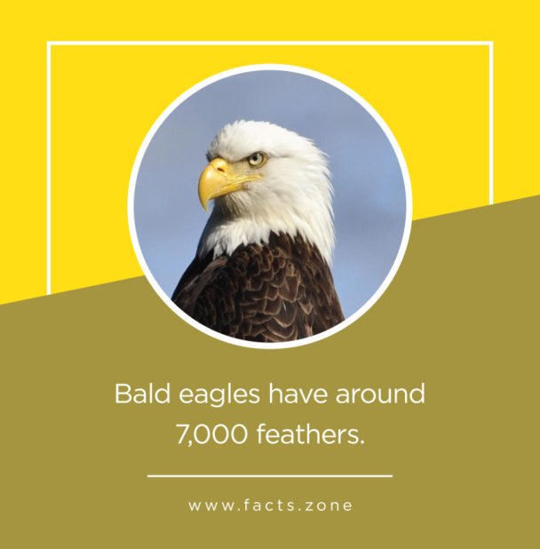 7,000 feathers