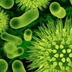 bacteria