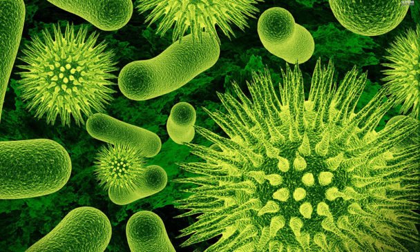 bacteria
