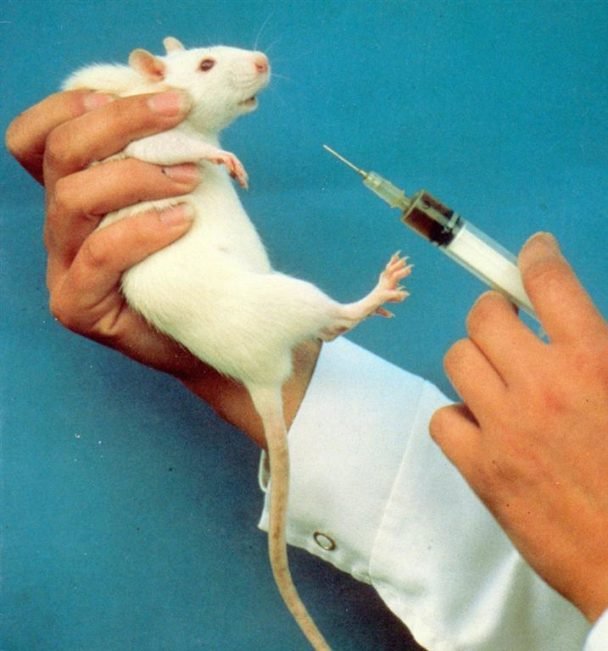 11.5 million animals were used in experiments