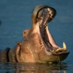 hippo