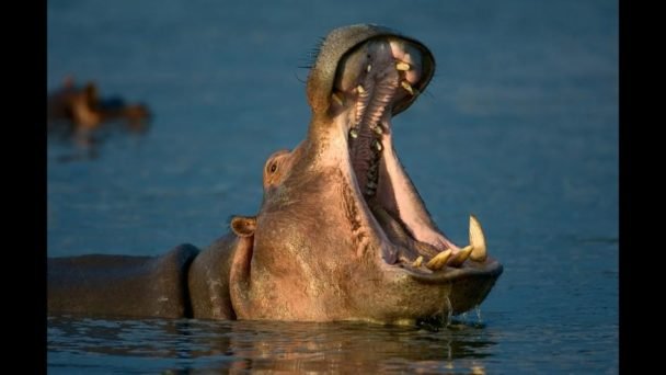 hippo