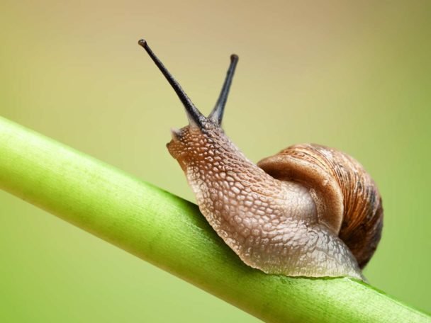 snail