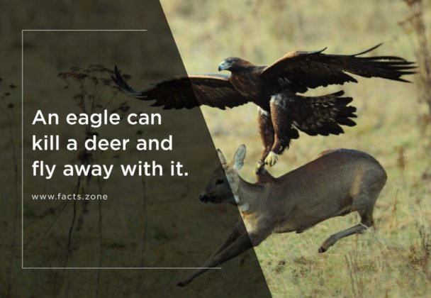 An eagle can kill a deer