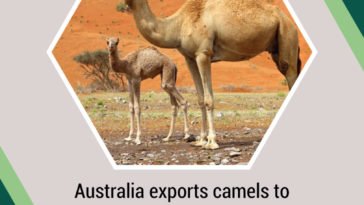 camels