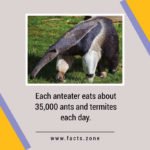 anteater