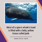 sperm whale's head