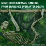 sloths