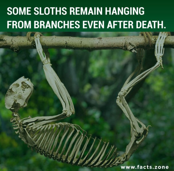 sloths