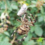 Spiders eat their own webs