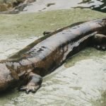 chinese Giant Salamander