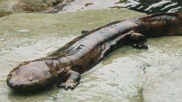 chinese Giant Salamander