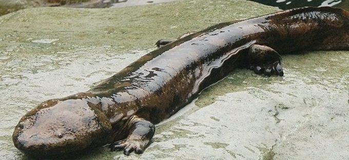 chinese Giant Salamander