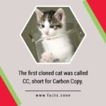 cloned cat