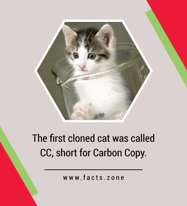 cloned cat