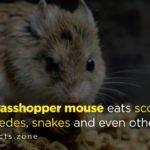 grasshopper mouse