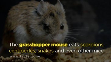 grasshopper mouse