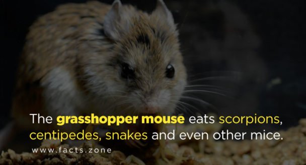 grasshopper mouse