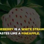pineberry