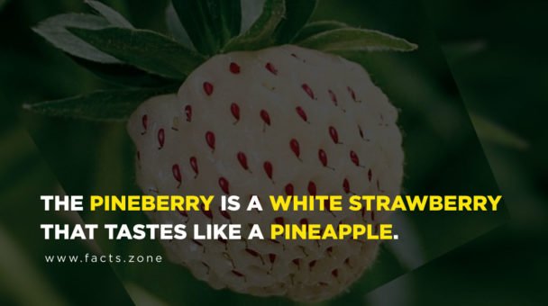 pineberry