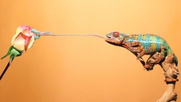 saliva of a chameleon