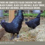 Black Chickens