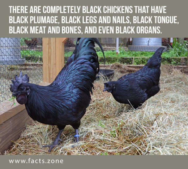 Black Chickens