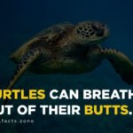 Turtles