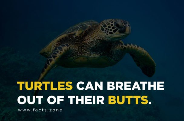 Turtles